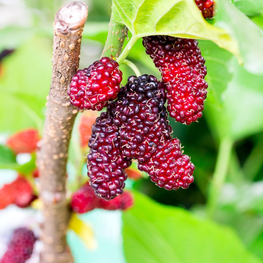 Red Mulberry seeds
