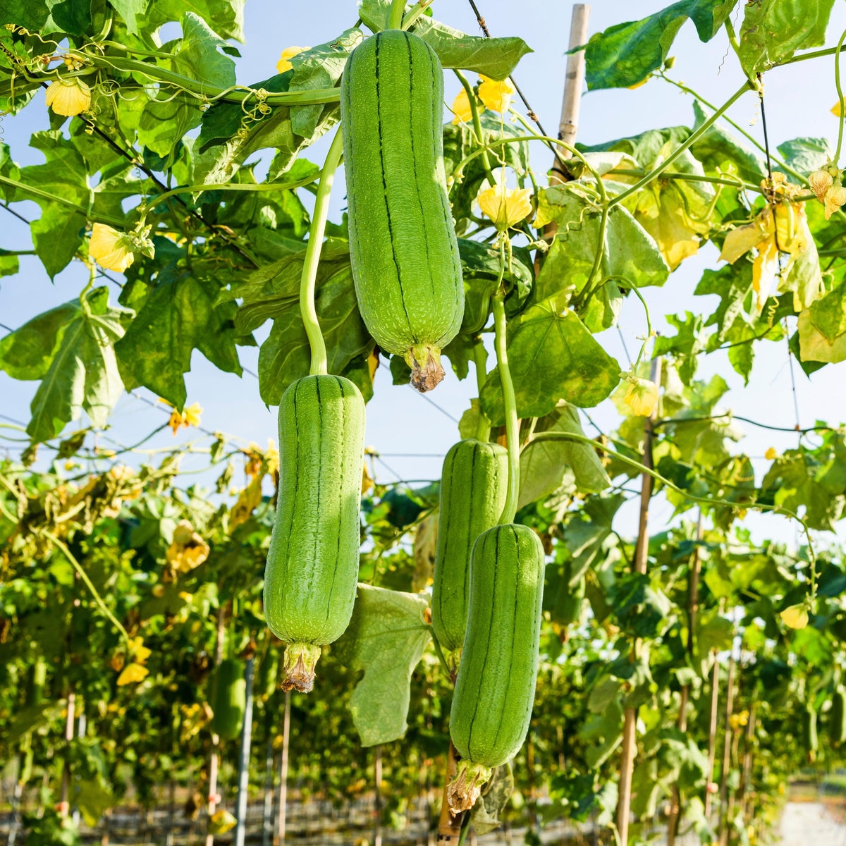 Luffa aegyptiaca seeds