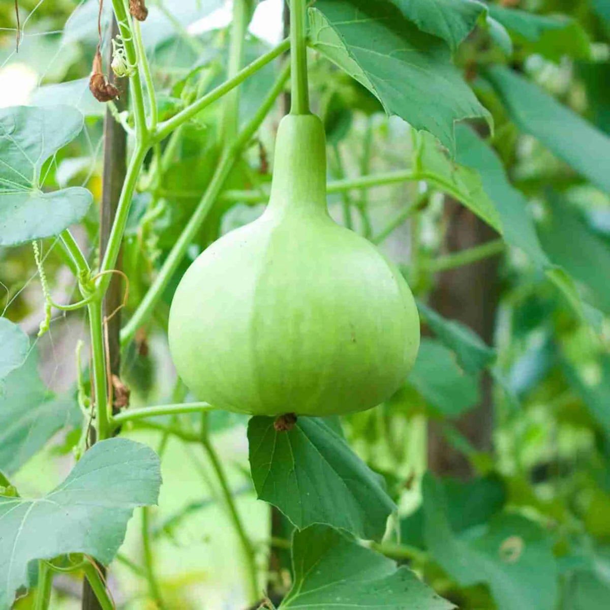 Round Bottle Gourd seeds
