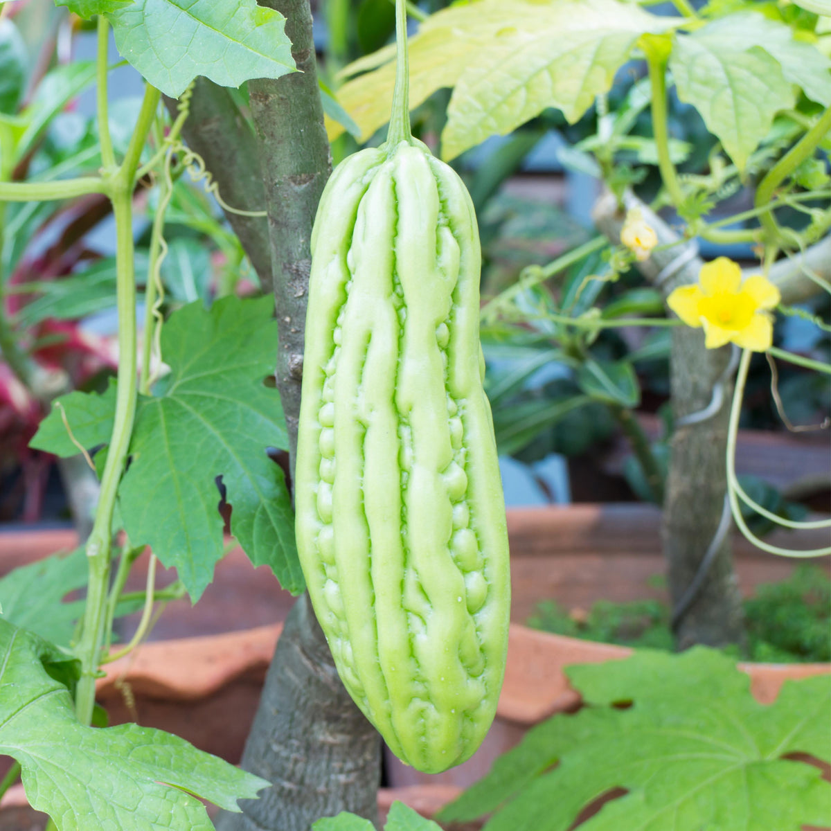Bitter Melon seeds