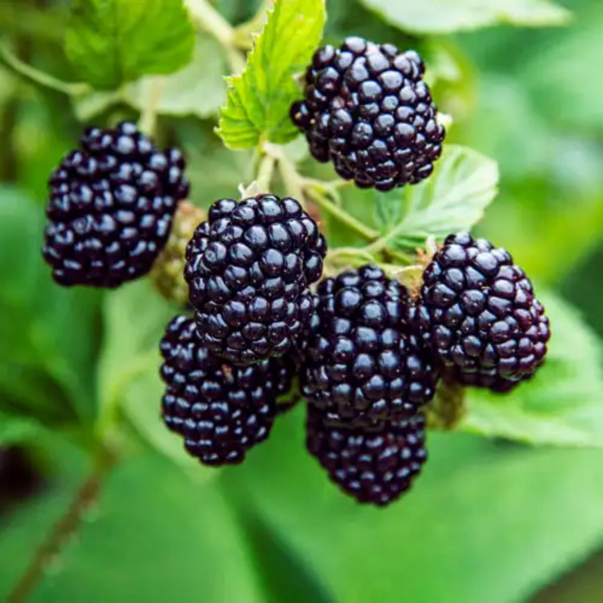 Black Raspberry seeds