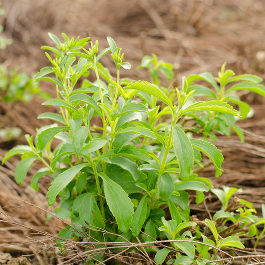 Stevia rebaudiana seeds