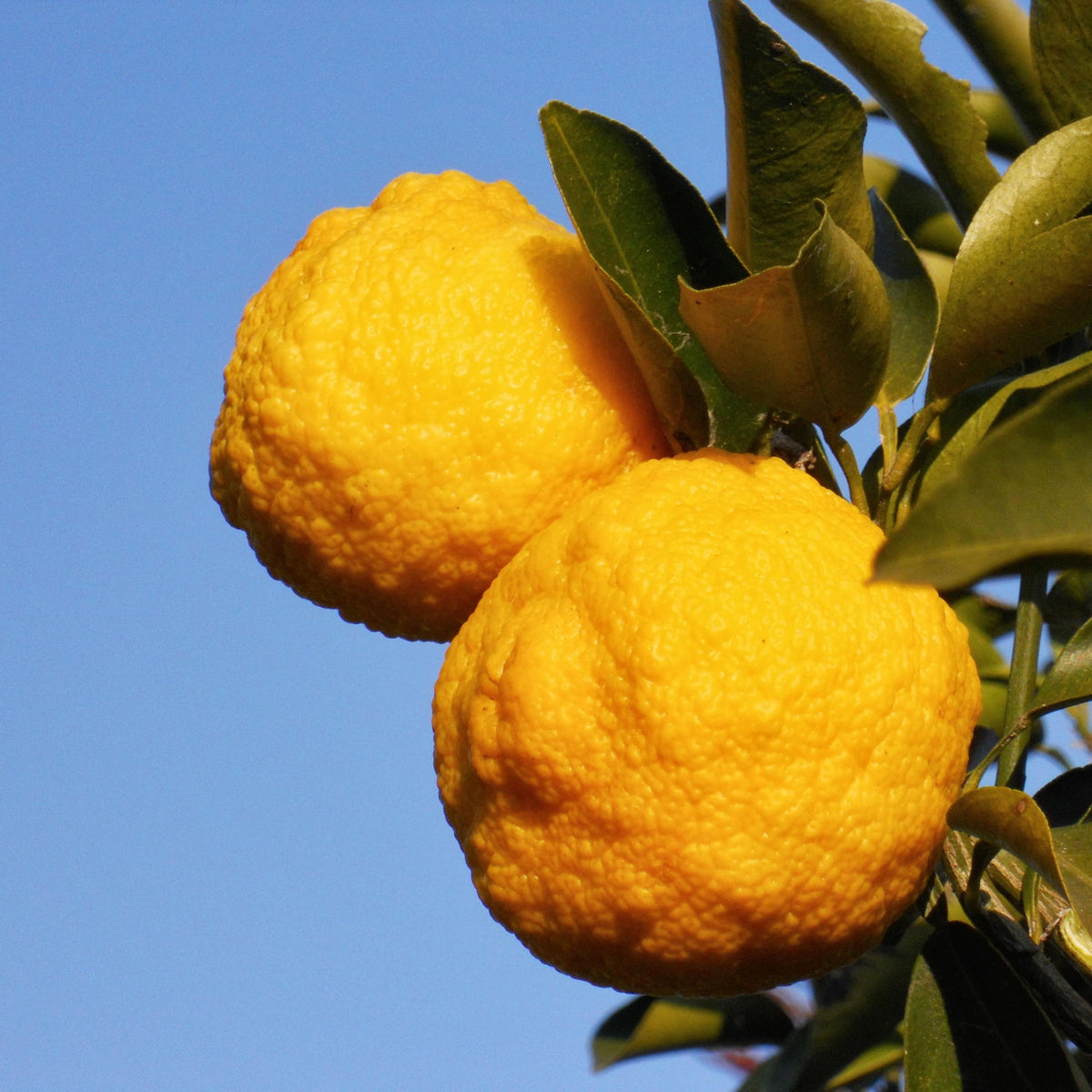Yuzu Citrus seeds
