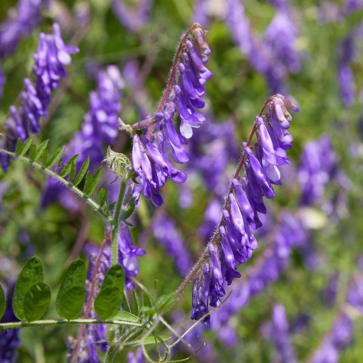 Hairy Vetch seeds