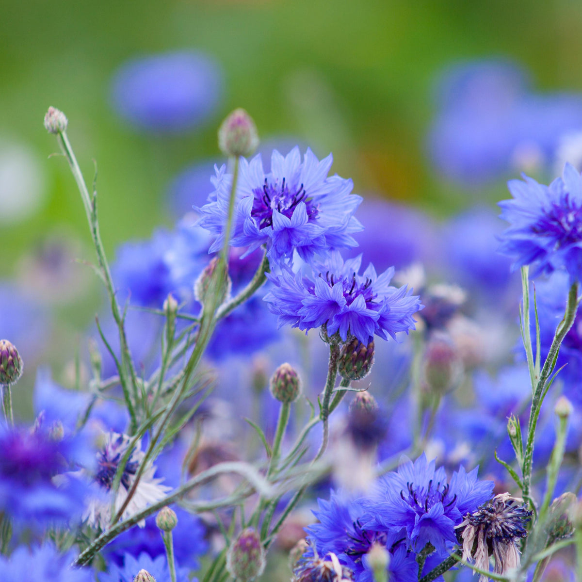 Blue Diadem Cornflower seeds