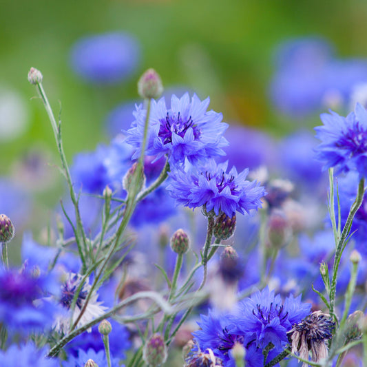 Blue Diadem Cornflower seeds