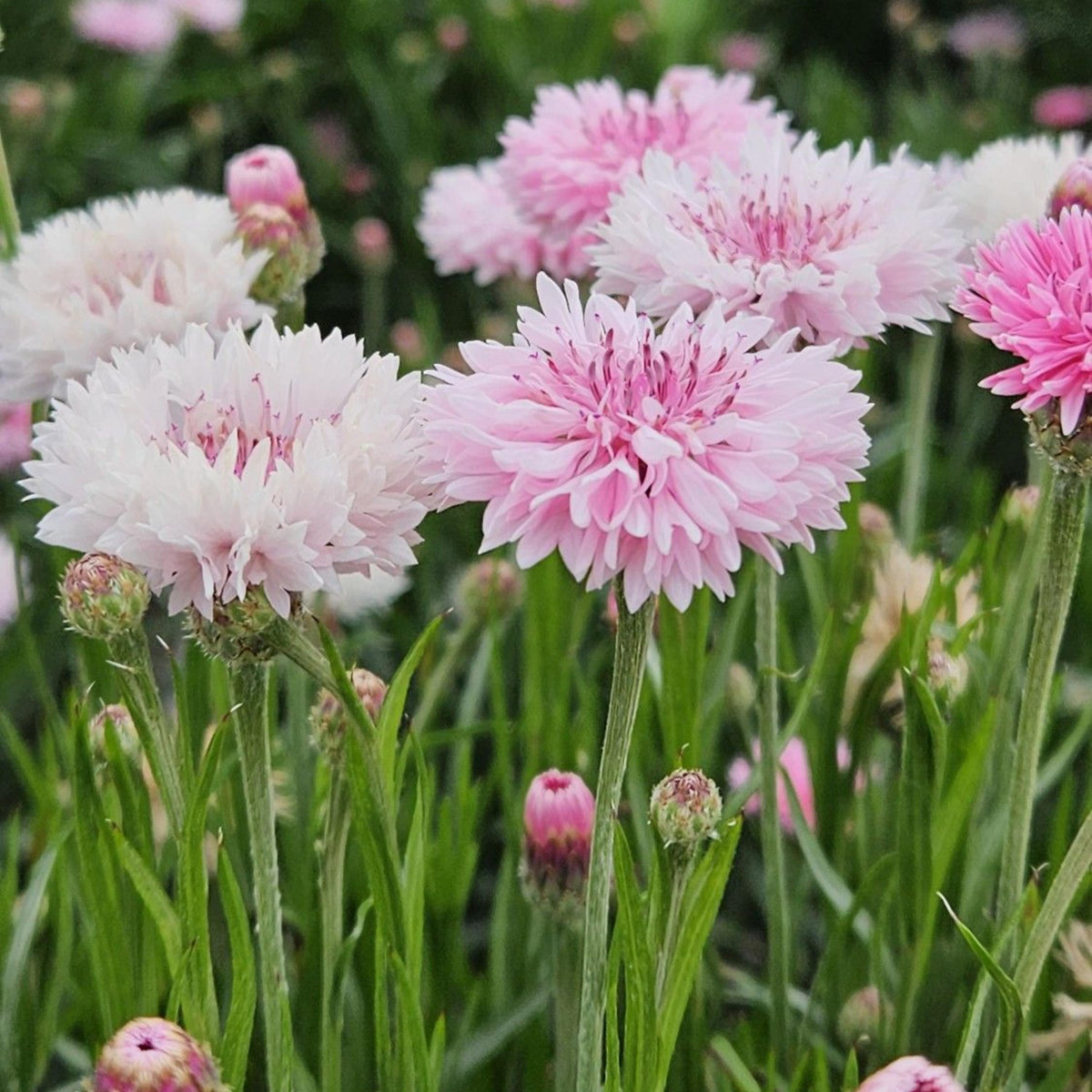 Florence Pink Cornflower seeds