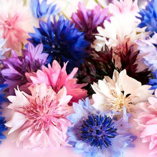 Polka Dot Mix Cornflower seeds