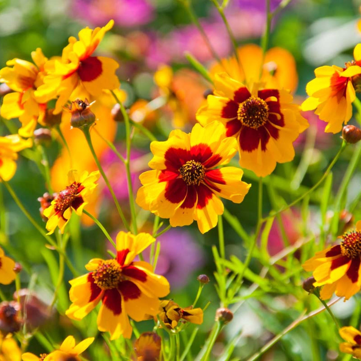 Yellow Plains Coreopsis seeds
