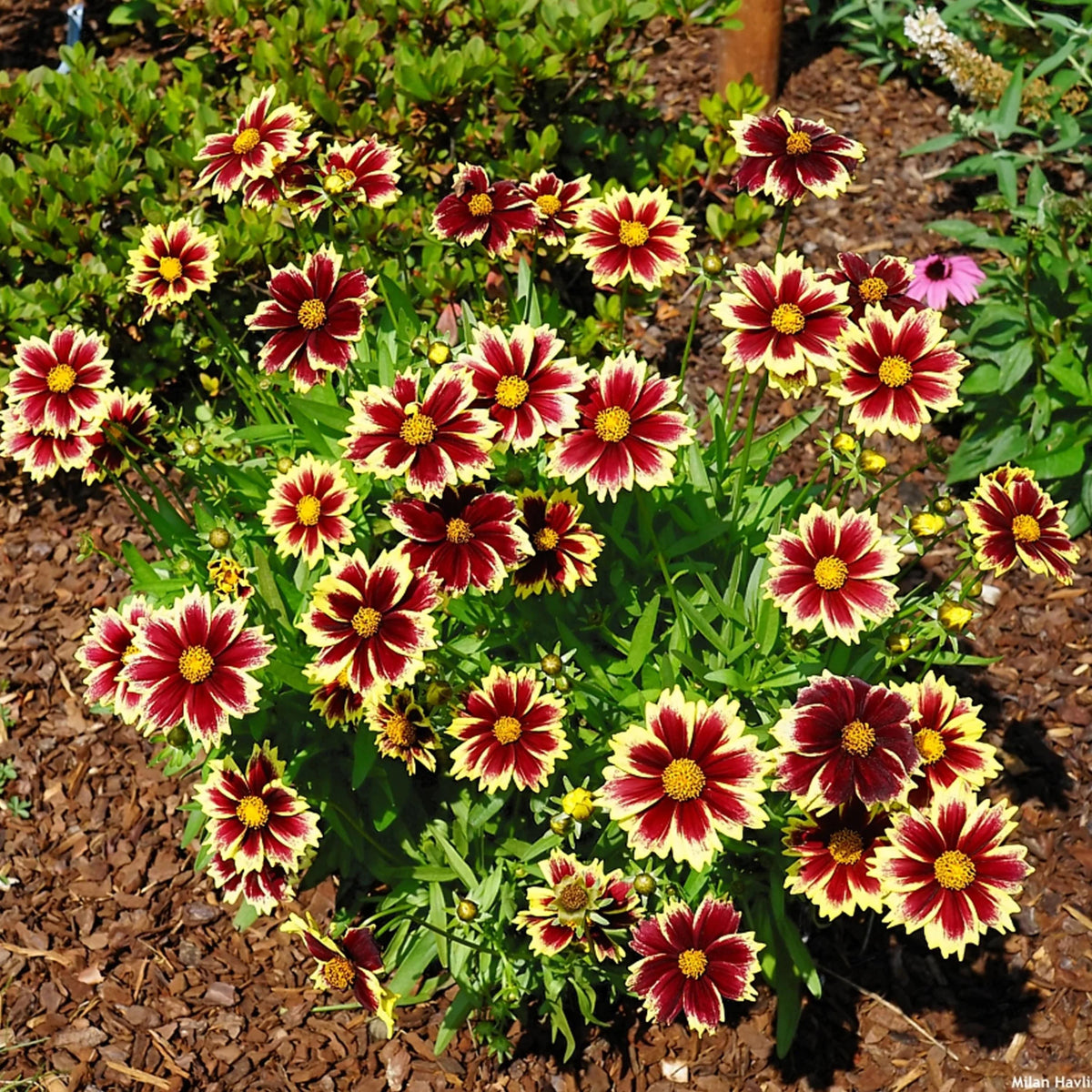 Solar Fancy Coreopsis seeds