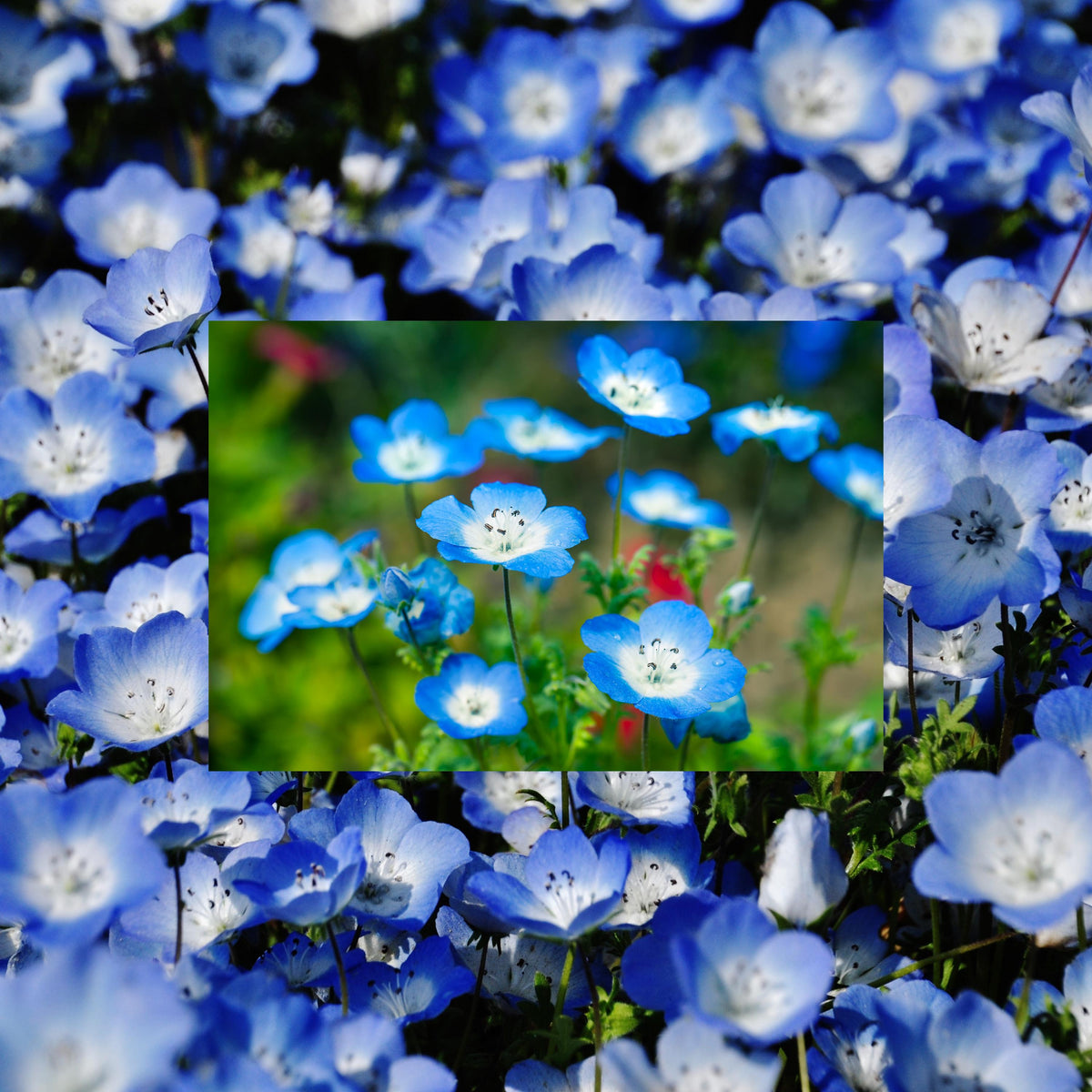 Baby Blue Eyes seeds