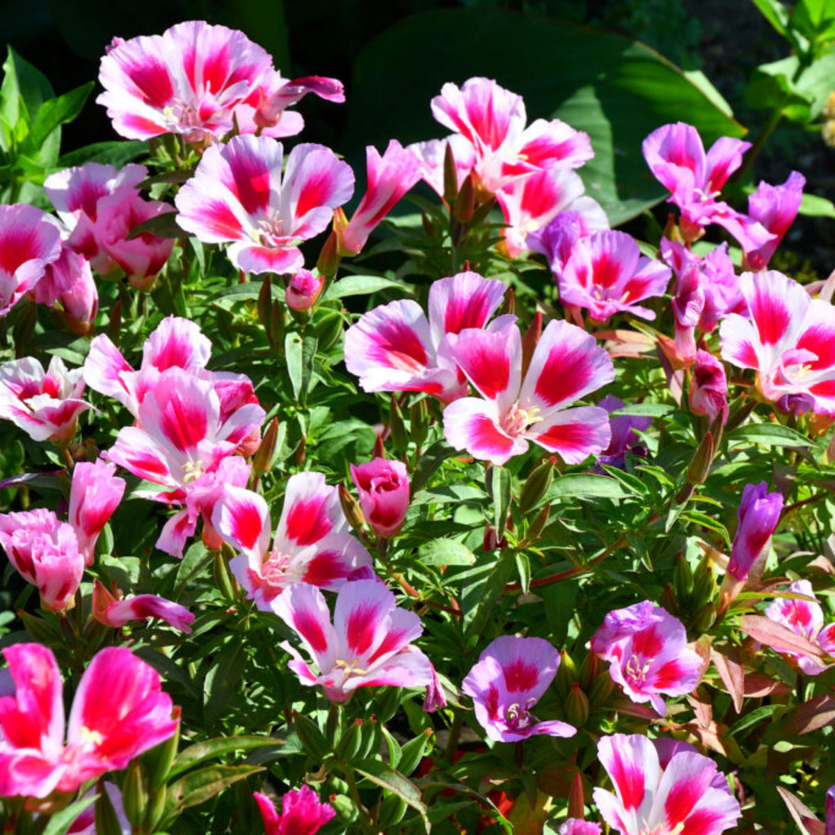 Pink Farewell to Spring seeds