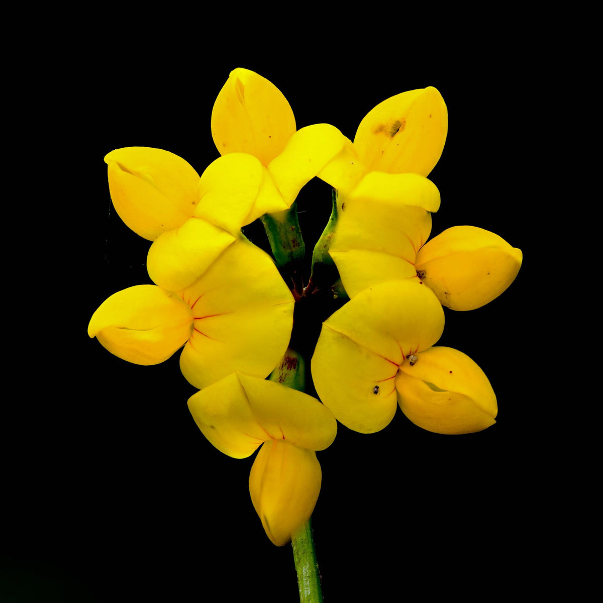 Yellow Bird’s Foot Trefoil seeds