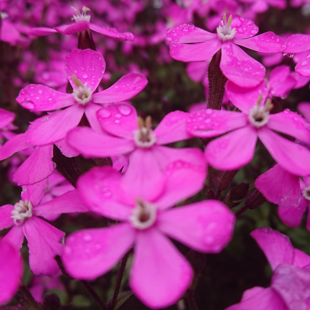 Pink Catchfly seeds