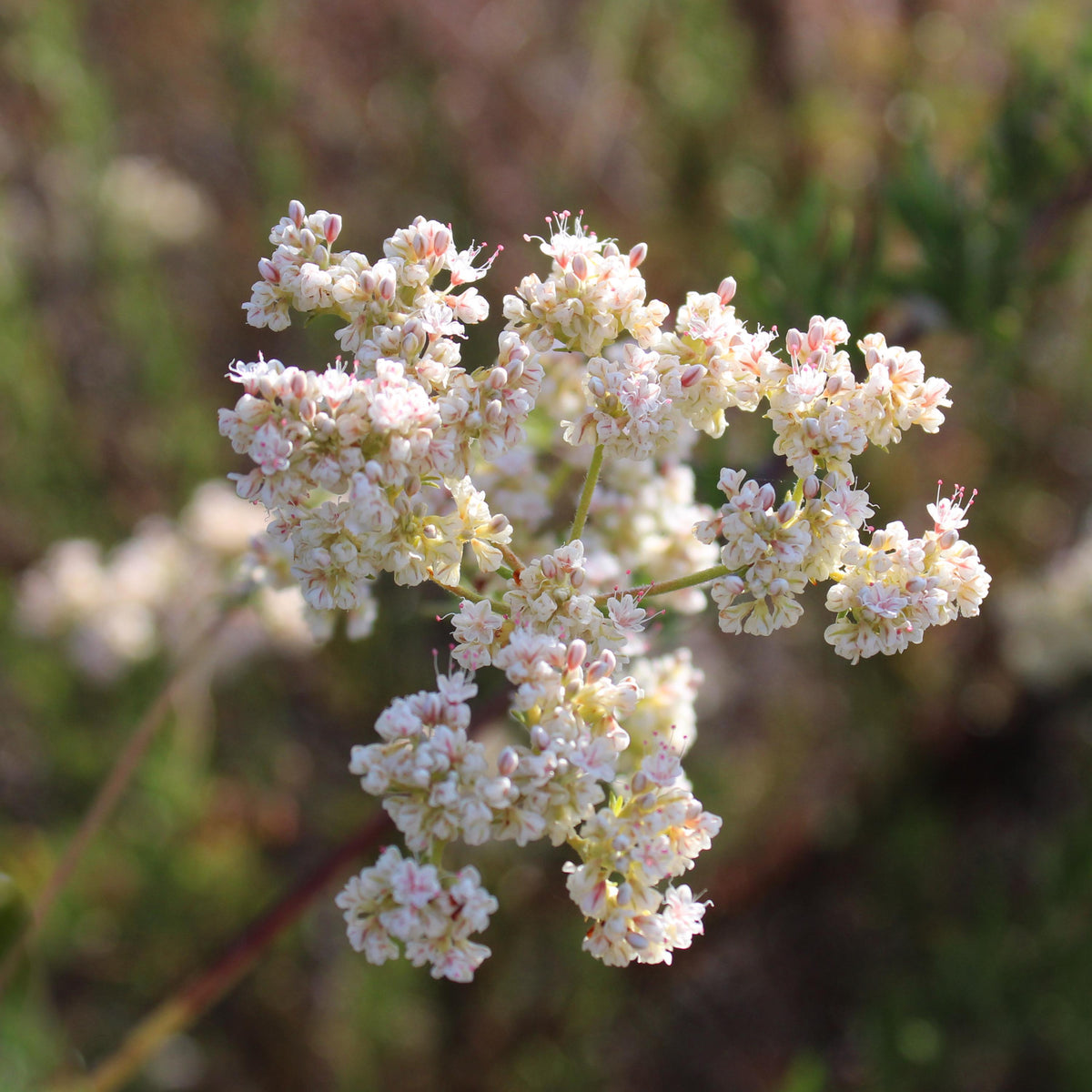 Buckwheat Seeds for Planting seeds