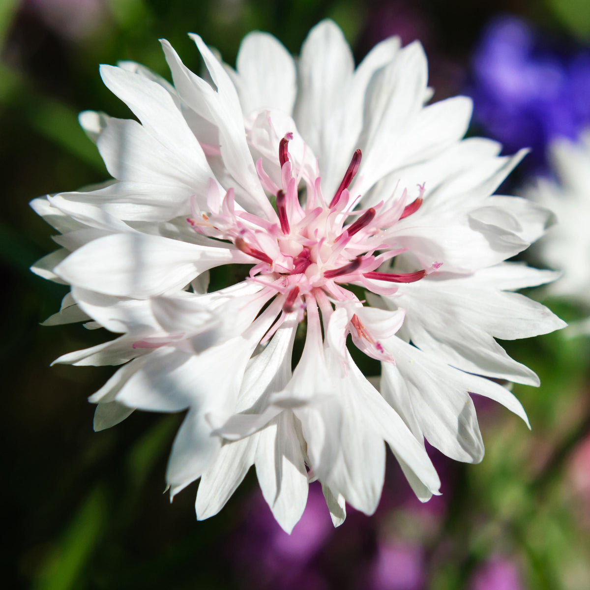 Florence White Cornflower seeds