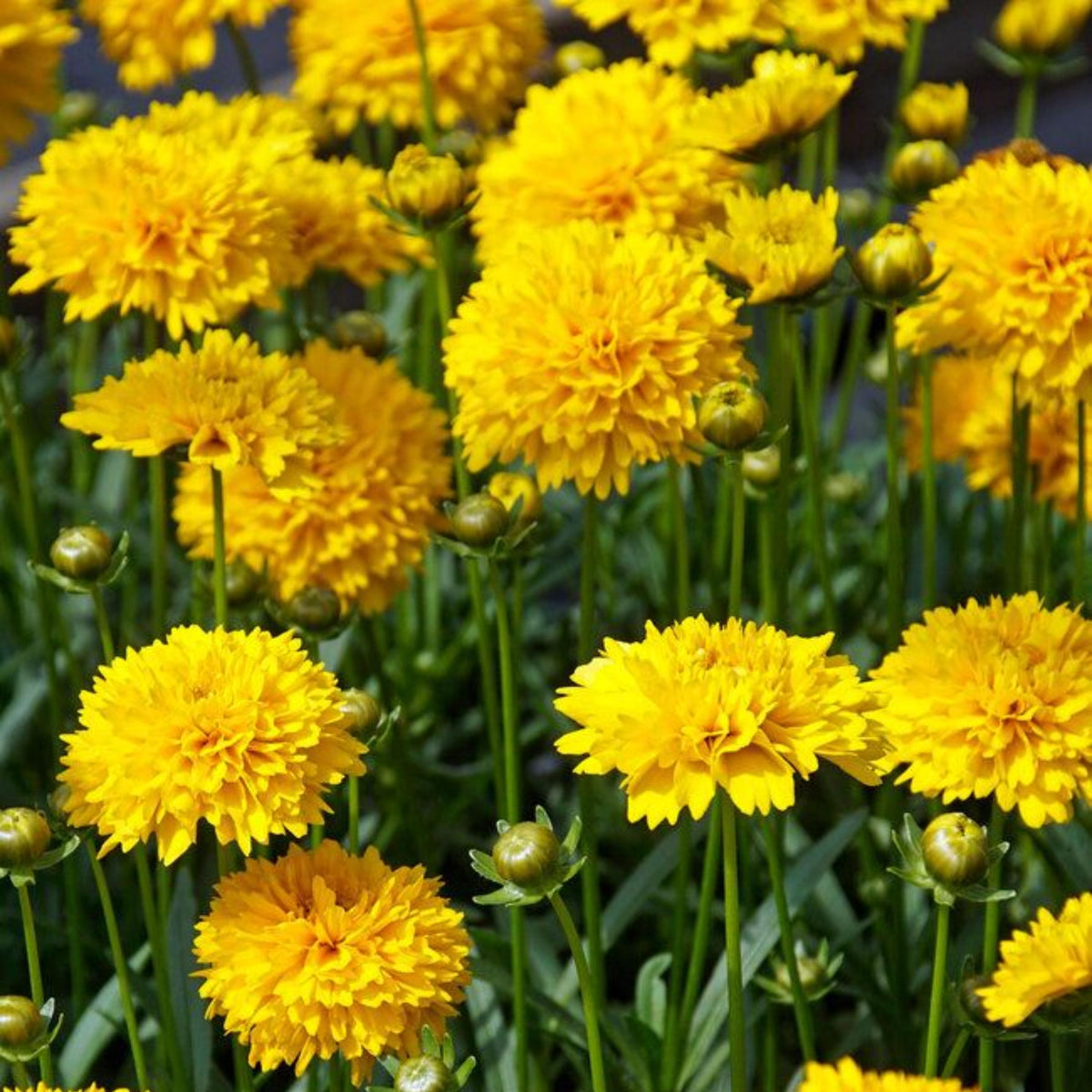 Solanna Golden Sphere Coreopsis seeds