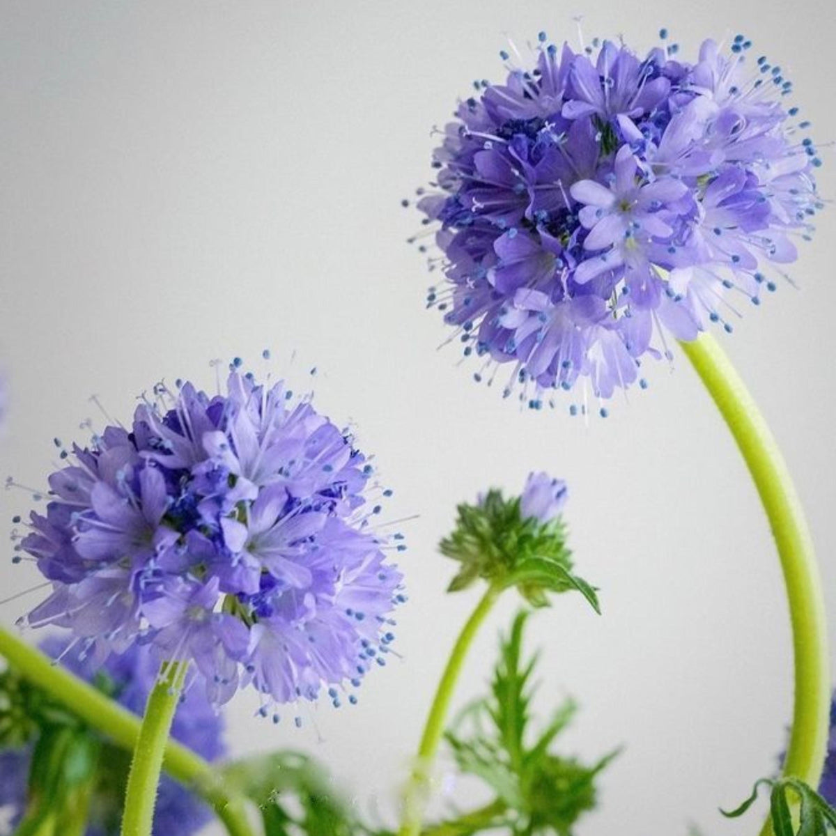 Blue Globe Gilia seeds