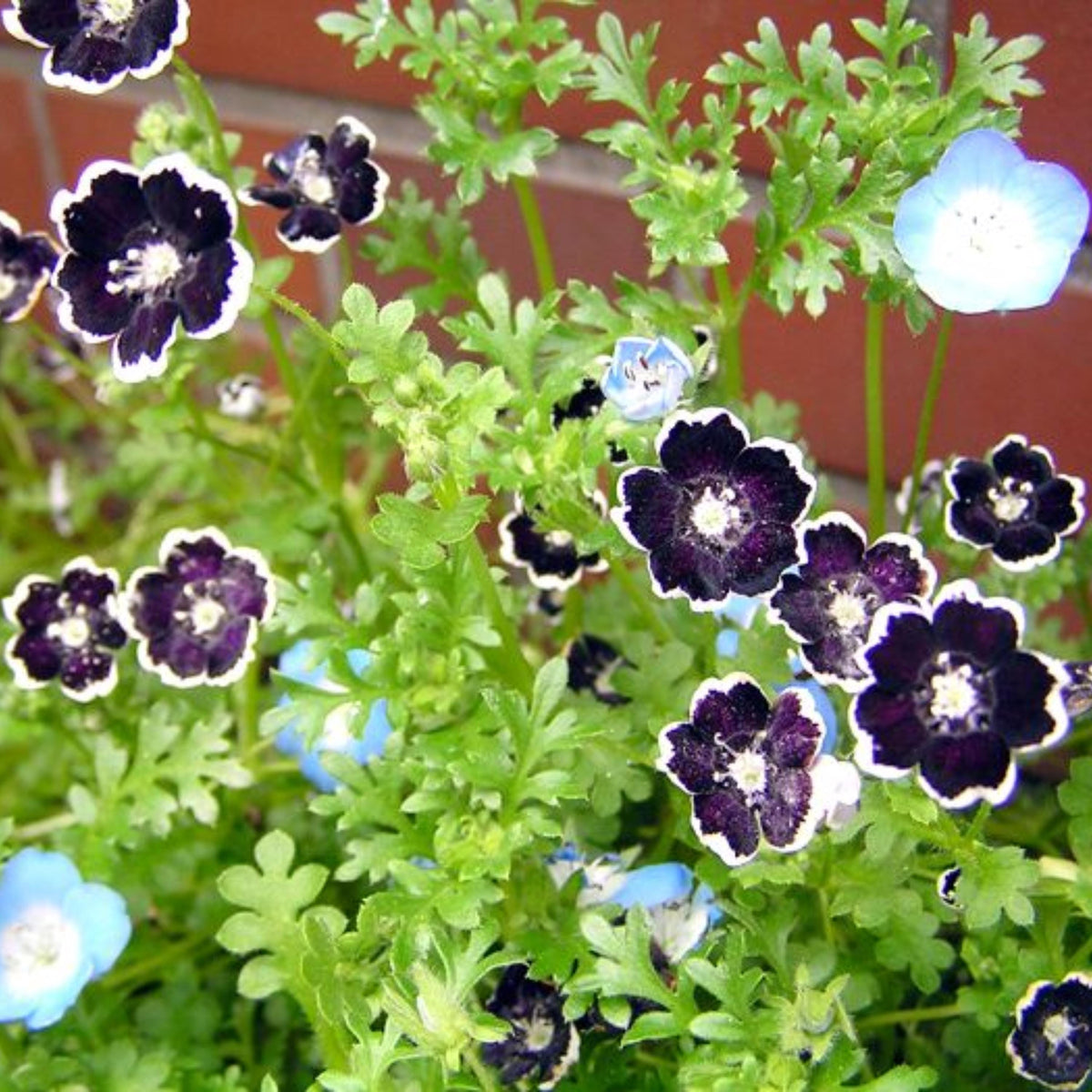 Black Penny Baby Blue Eyes seeds