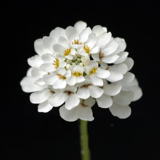 White Candytuft seeds