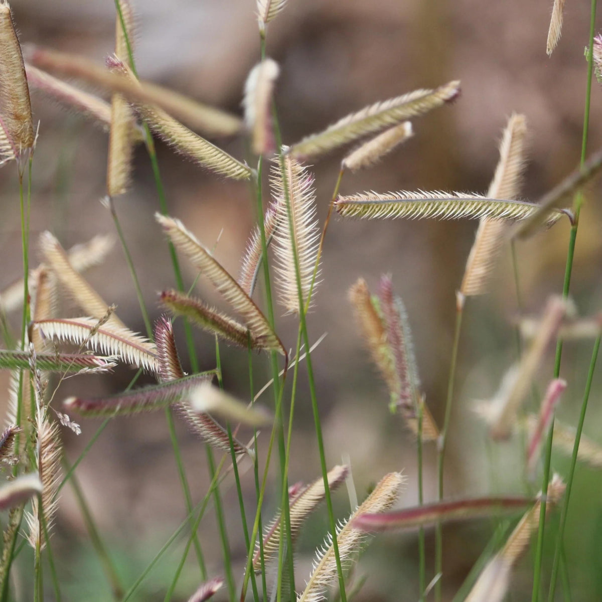 Blue Grama Grass seeds