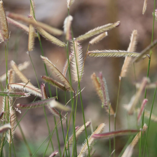 Blue Grama Grass seeds