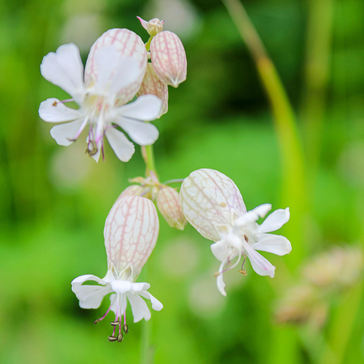 Common Bladder Catchfly seeds
