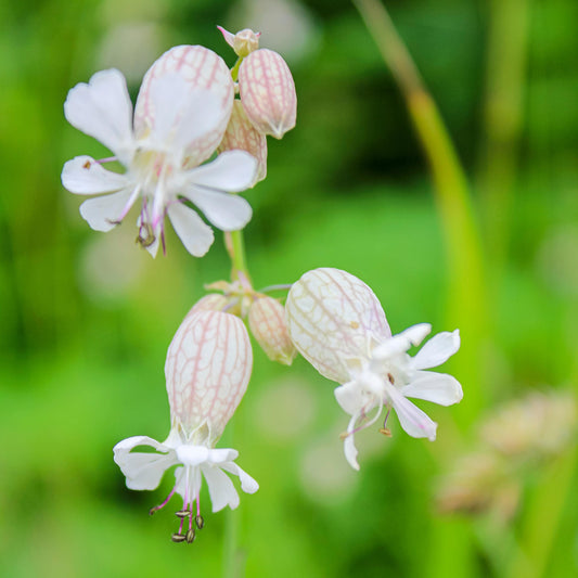 Common Bladder Catchfly seeds