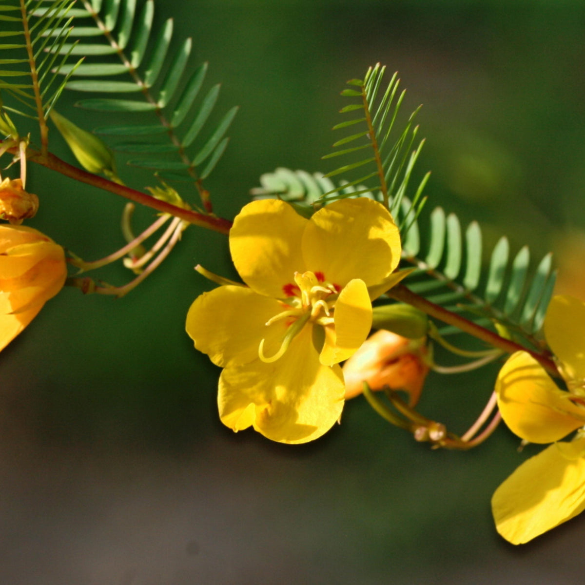 Sensitive Partridge Pea seeds