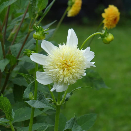 Platinum Blonde Dahlia seeds