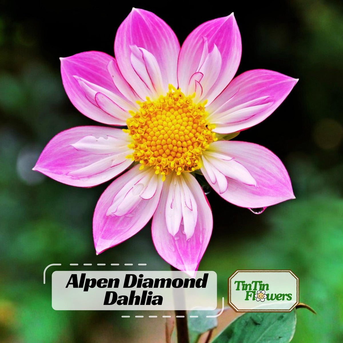 Alpen Diamond Dahlia seeds