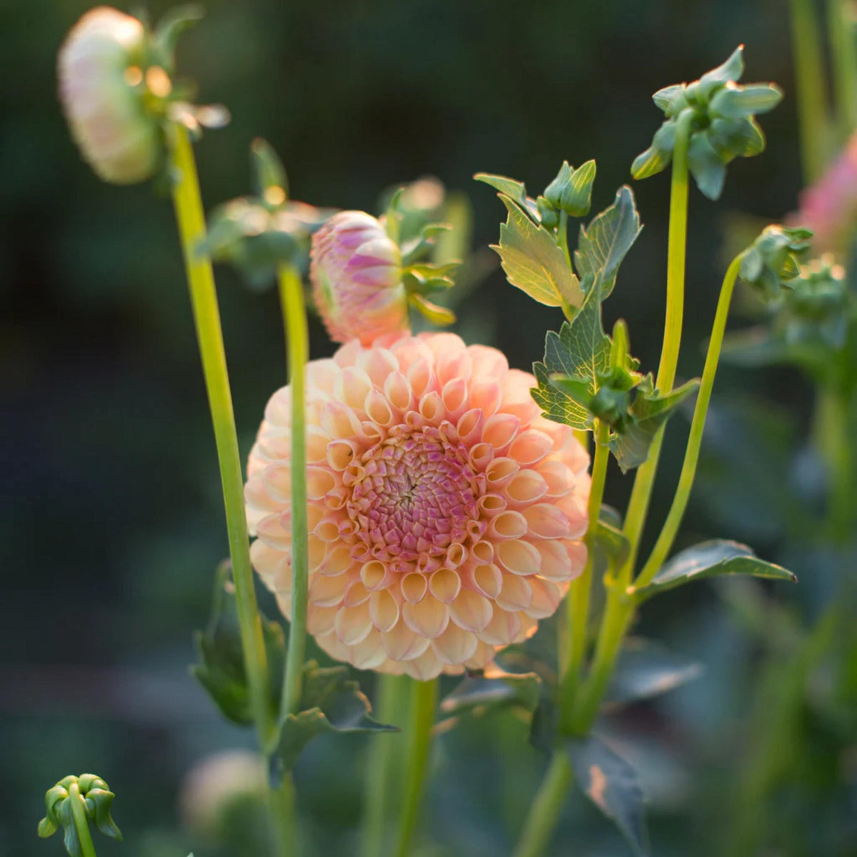 Suncrest Dahlia seeds