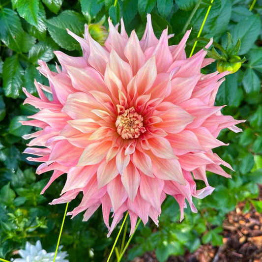 Penhill Watermelon Dahlia seeds