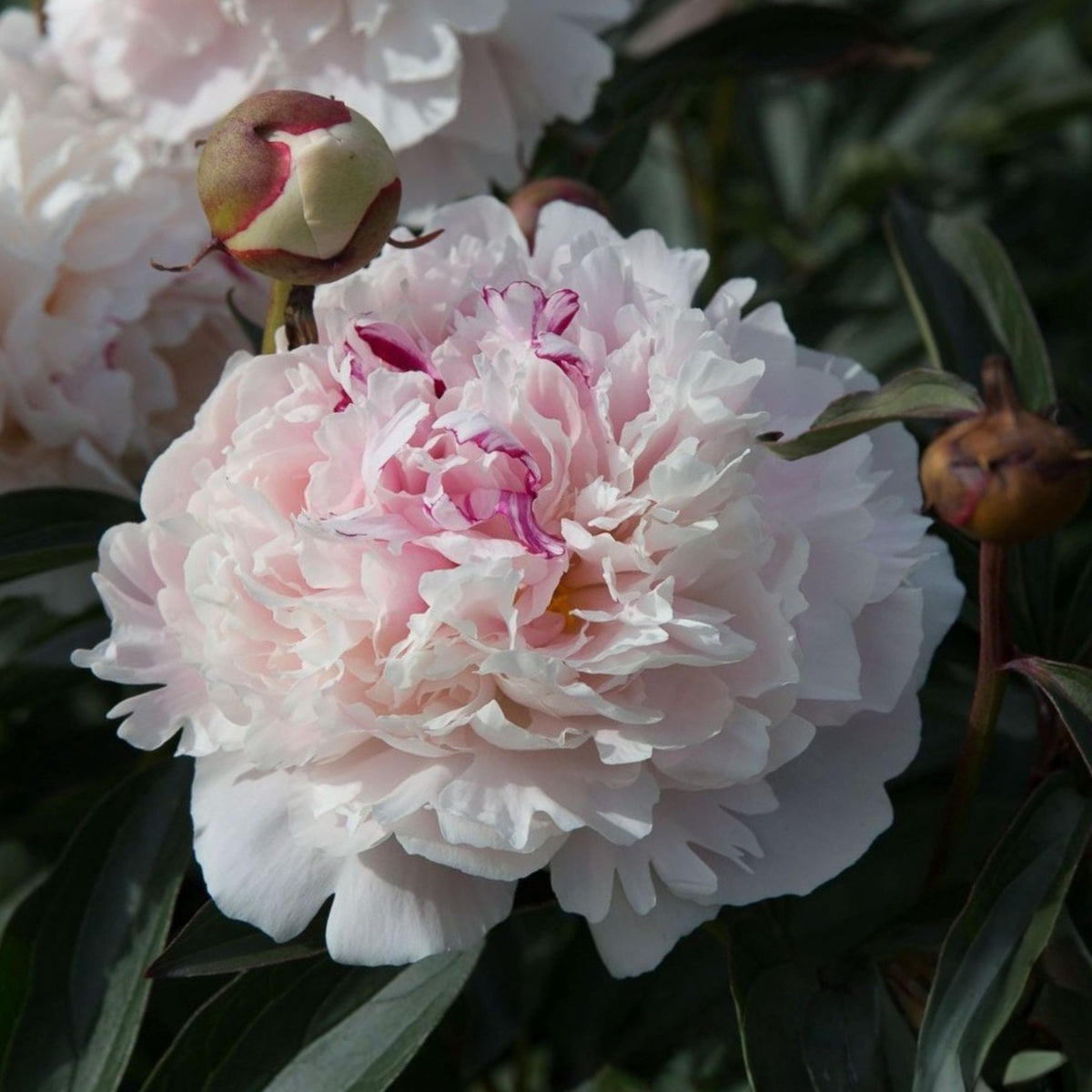Madame Clot Peony Perennial Flower seeds