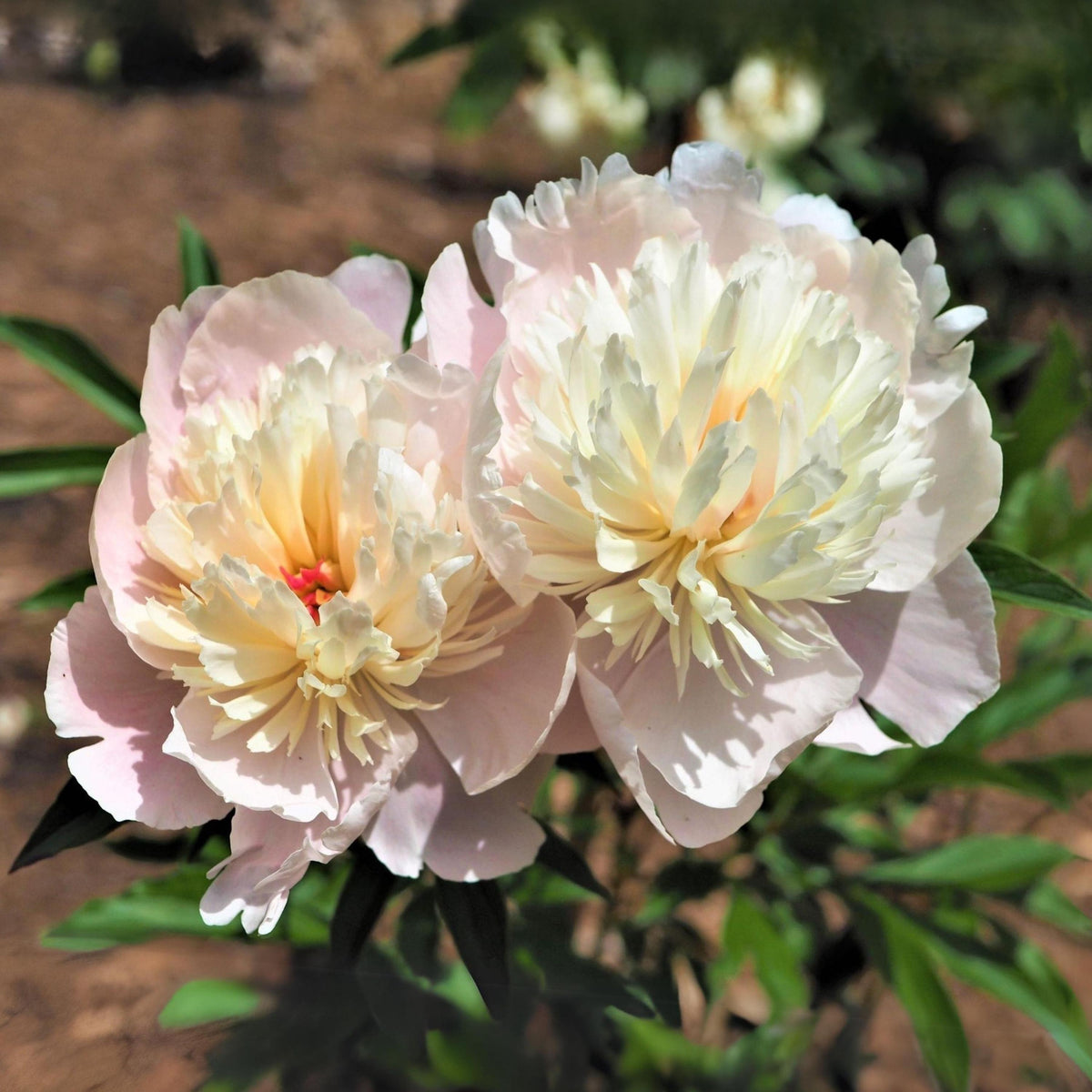 Madame Clot Peony seeds