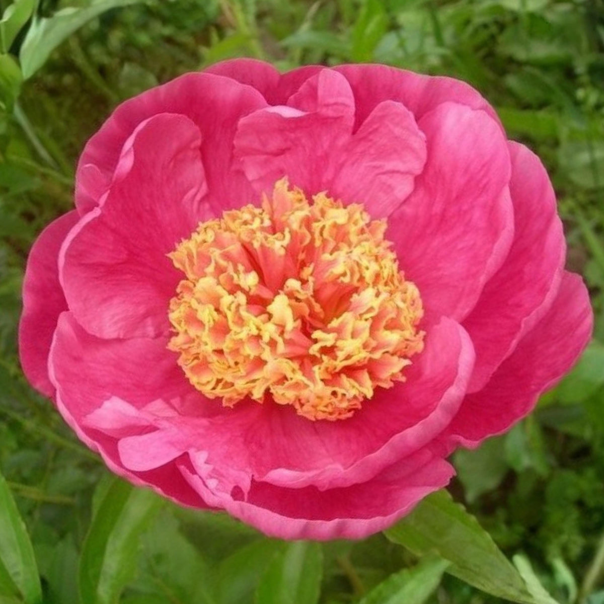 Pink Doreen Peony seeds