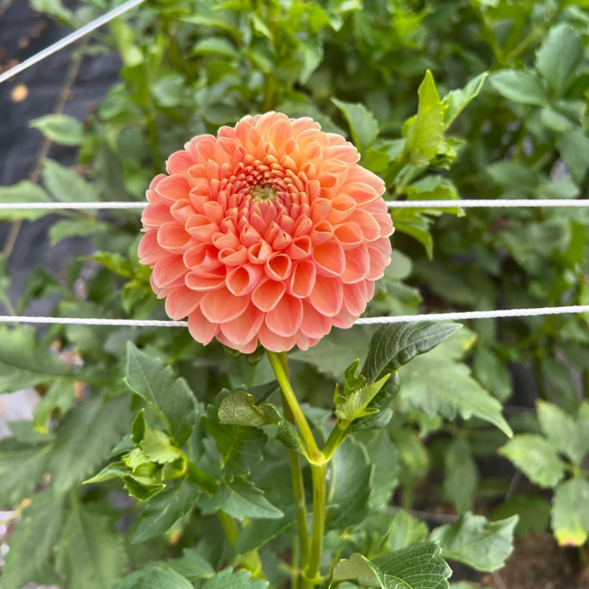 Crichton Honey Dahlia seeds