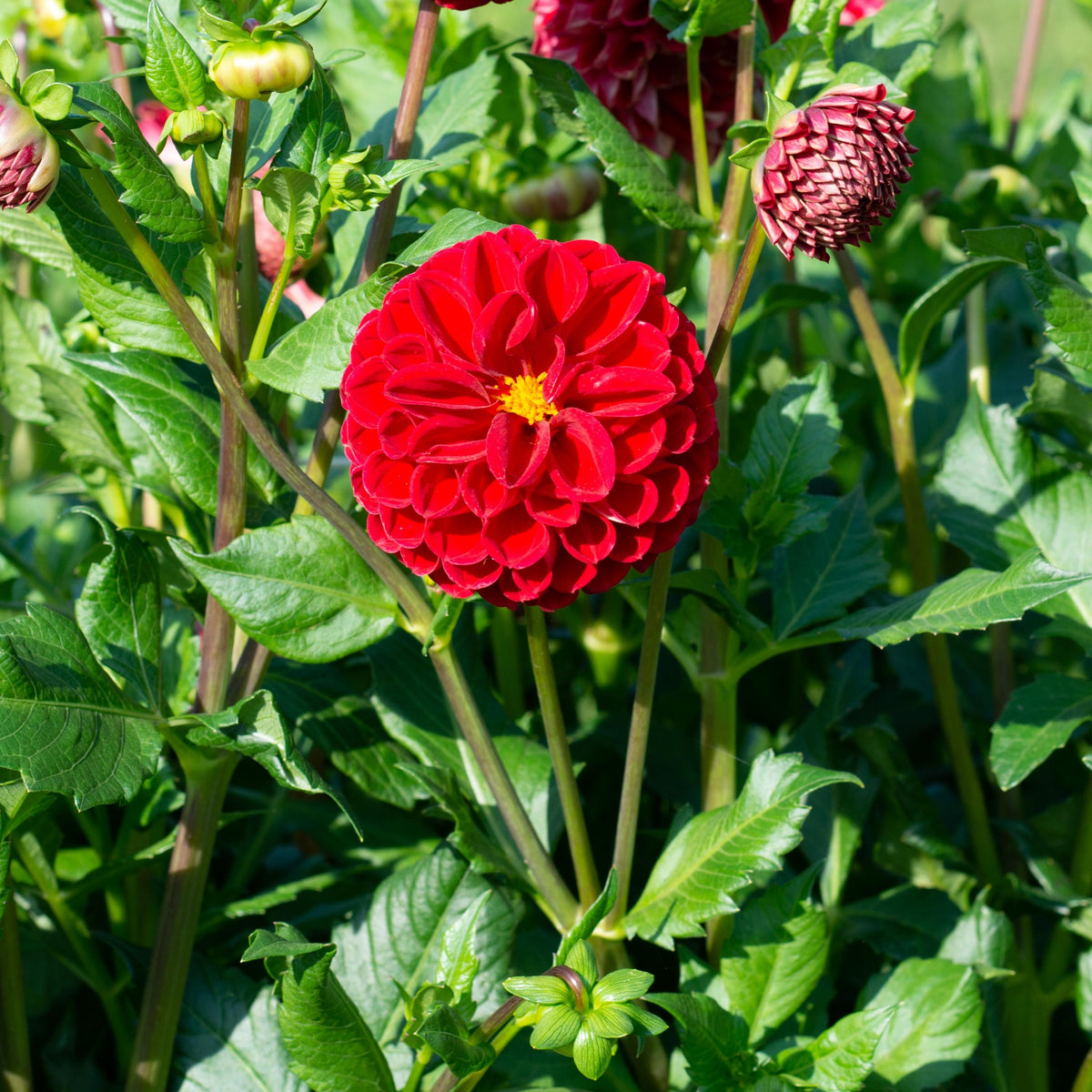 Red Cornel Dahlia seeds