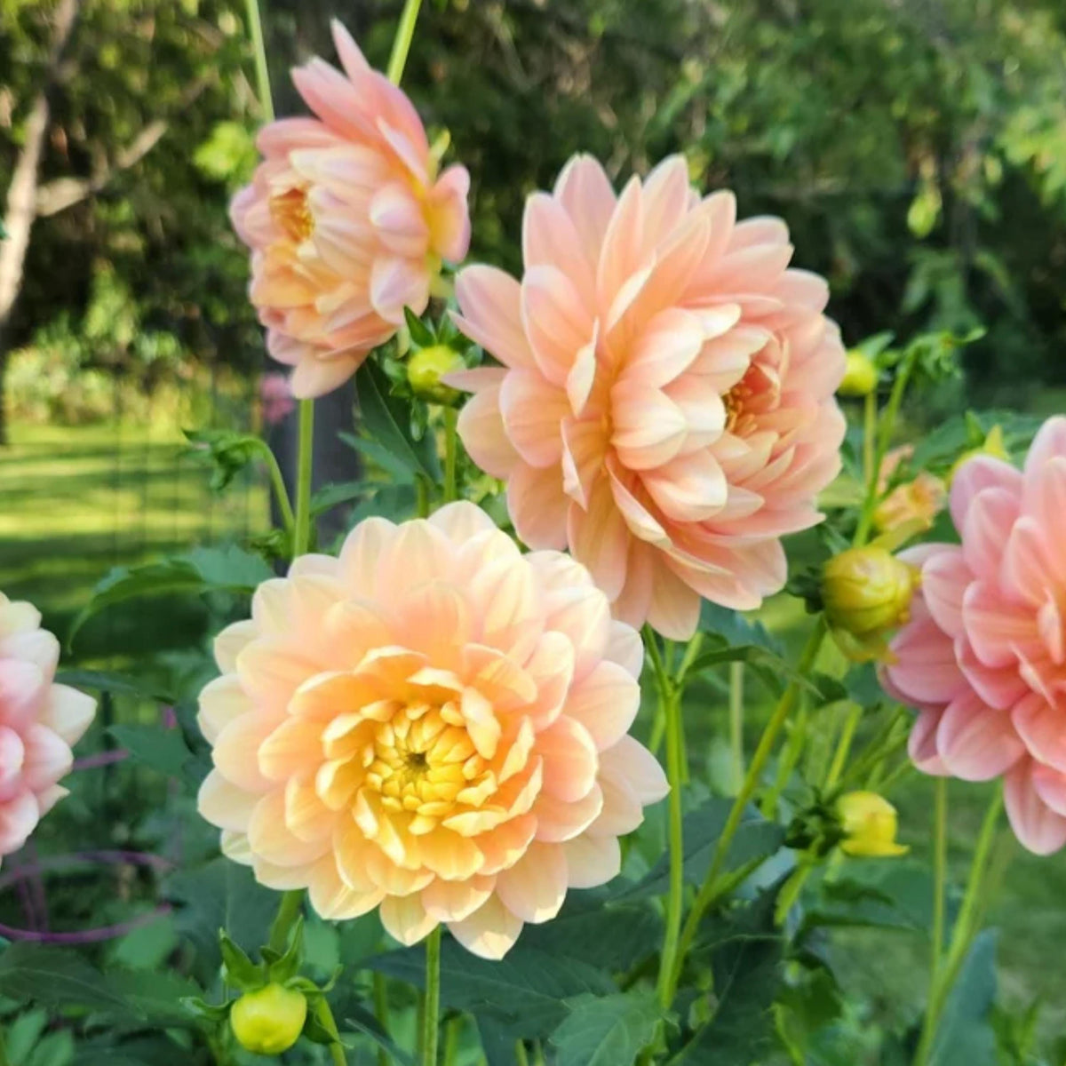 Hollyhill Serenity Dahlia seeds