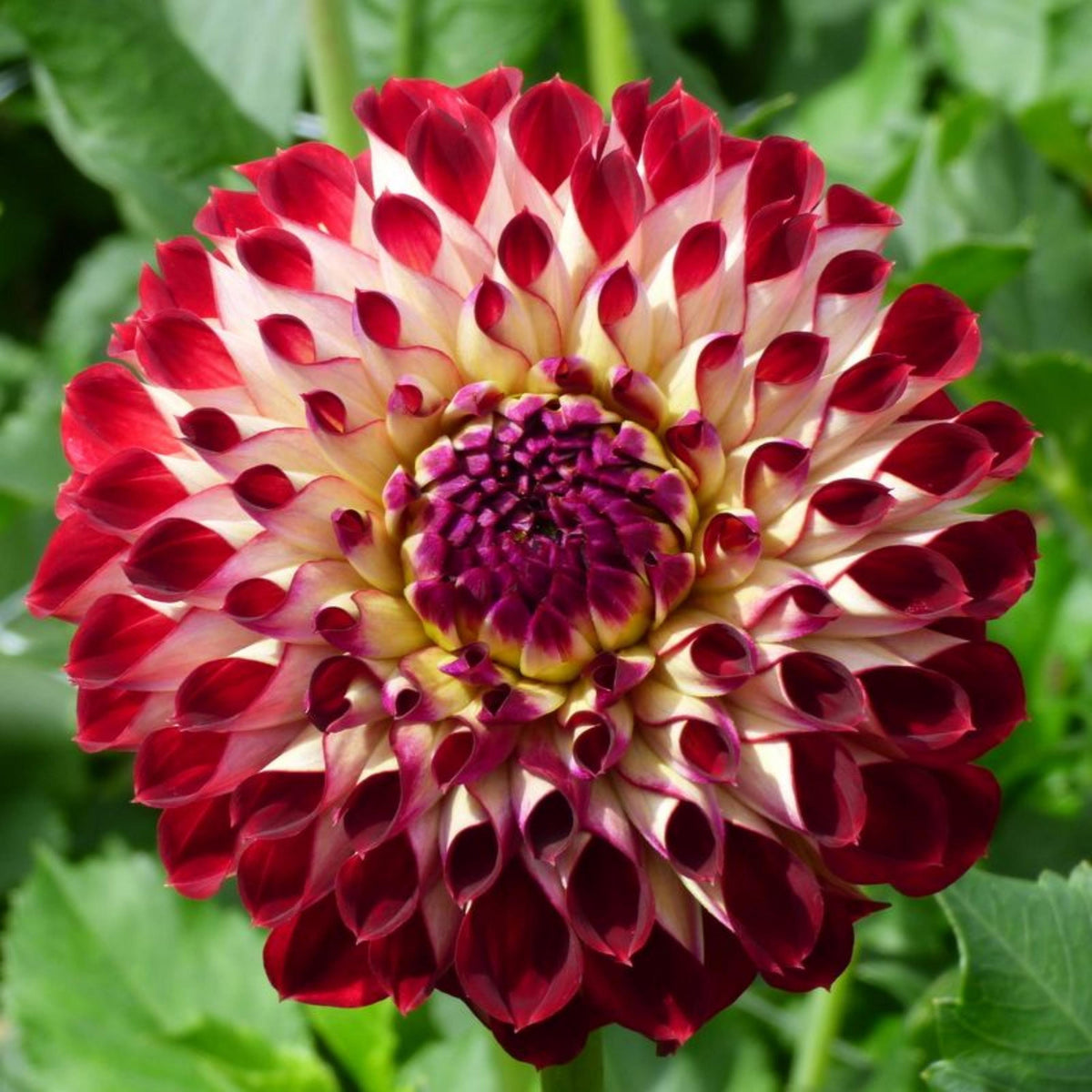 Joey Joshua dahlia seeds