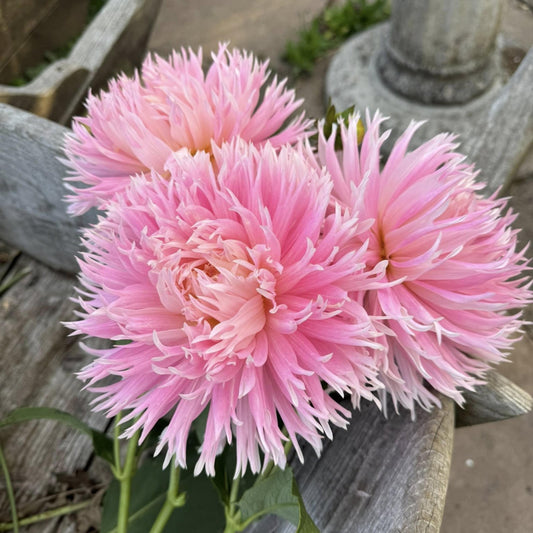Nadia Ruth Dahlia seeds
