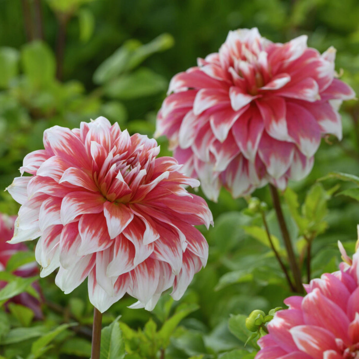 Frost Nip Dahlia Pollinator Friendly seeds