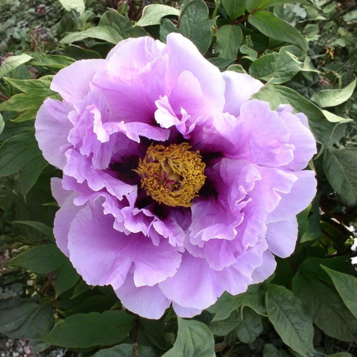 Pink Chojuraku Tree Peony Flower seeds