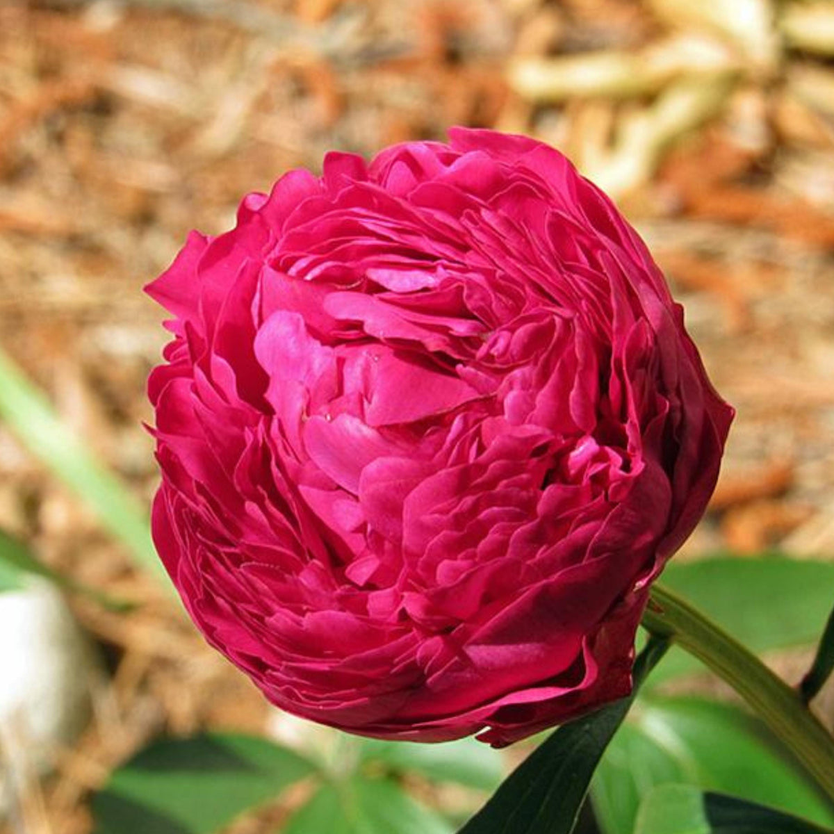 Pink Kansas Peony seeds