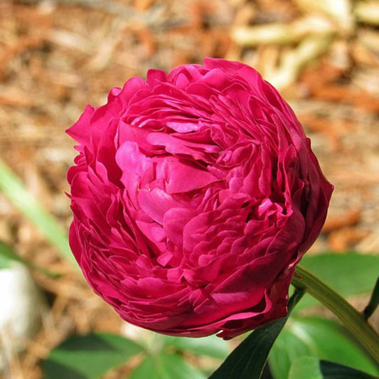 Pink Kansas Peony seeds