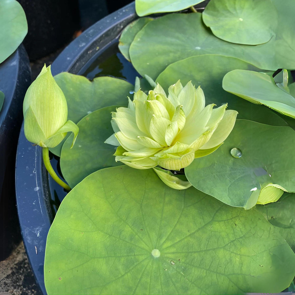Prairie Star Mini Lotus seeds