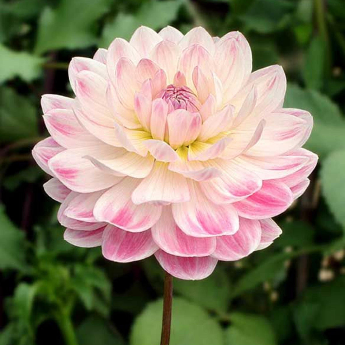 Kelgai Ann Dahlia seeds