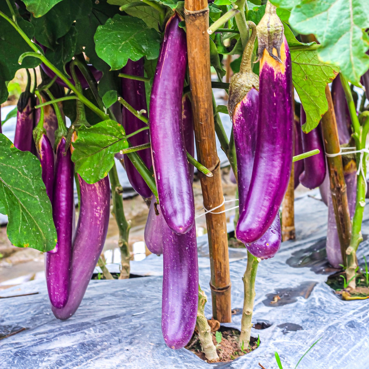 Long Purple Eggplant seeds