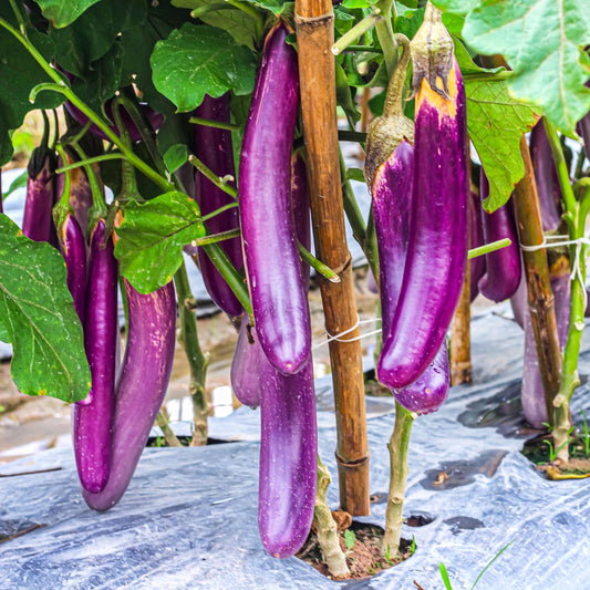 Long Purple Eggplant seeds