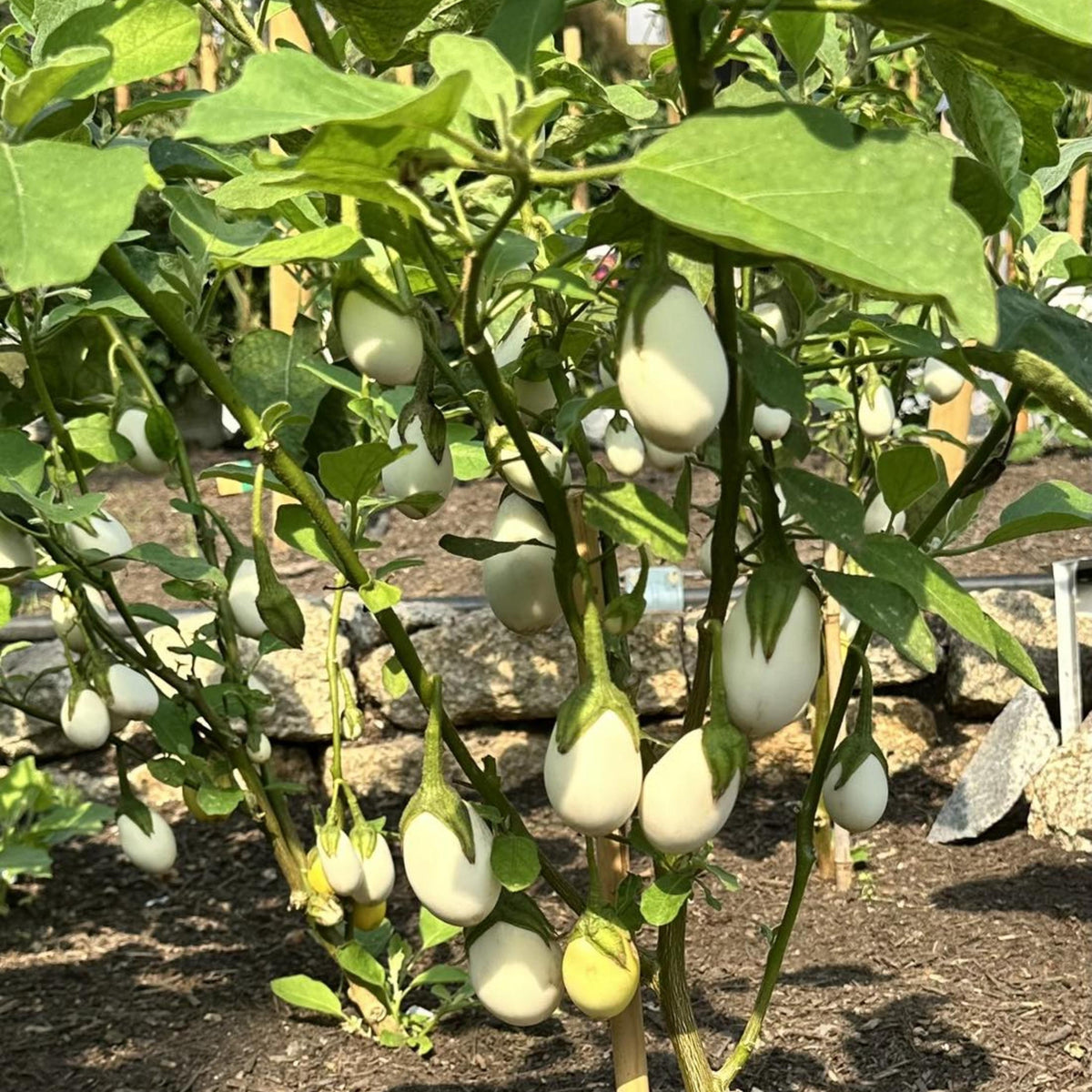 Round White Eggplant seeds